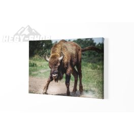 Vászonkép Bölény