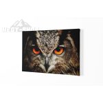 Vászonkép Bagoly