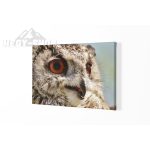 Vászonkép Bagoly