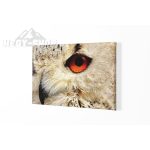 Vászonkép Bagoly