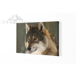 Vászonkép Farkas