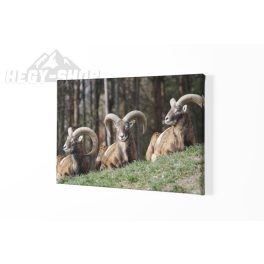 Vászonkép Muflon