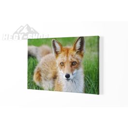 Vászonkép Róka