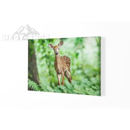 Vászonkép Őz, Szarvas