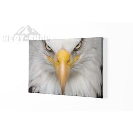 Vászonkép Sas